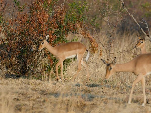 <h3><a href="/trips/safari/biota/animalia/chordata/mammalia/artiodactyla/bovidae/aepyceros melampus/aepyceros melampus-nl.html">Aepyceros&nbsp;melampus</a> / Impala / Impala</h3>OM-1 Mark II met OLYMPUS M.300mm F4.0, 1/2000 sec  bij F4.0, ISO 1000, afstand 50.5&nbsp;m